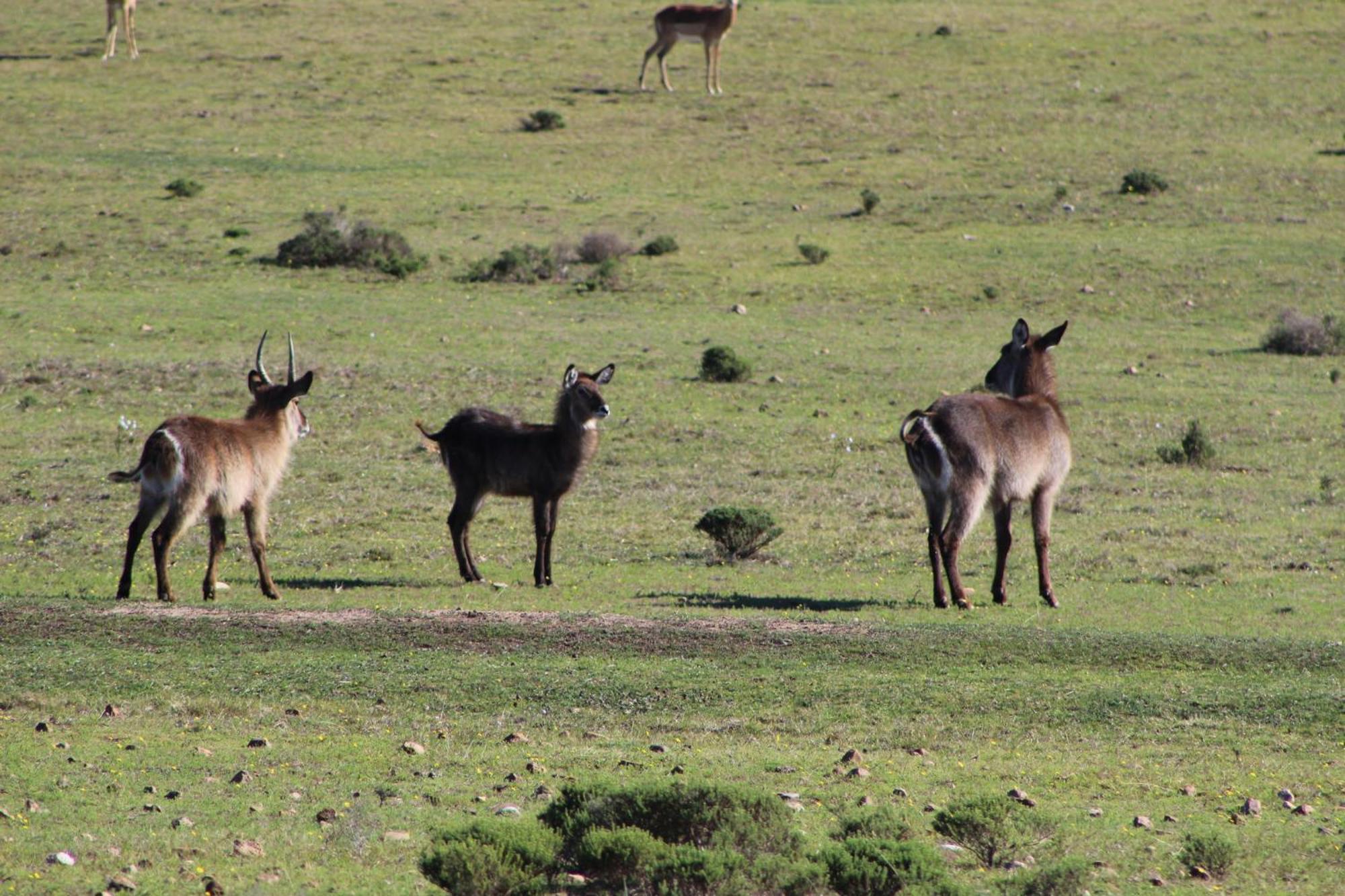 Hartenbos Private Game Lodge Εξωτερικό φωτογραφία