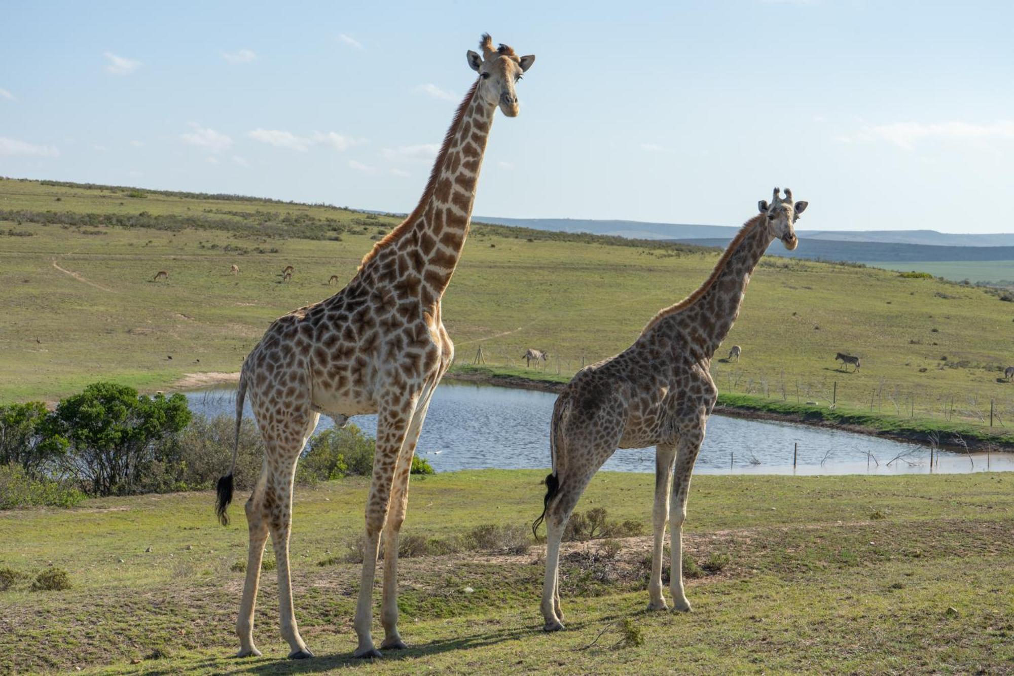 Hartenbos Private Game Lodge Εξωτερικό φωτογραφία