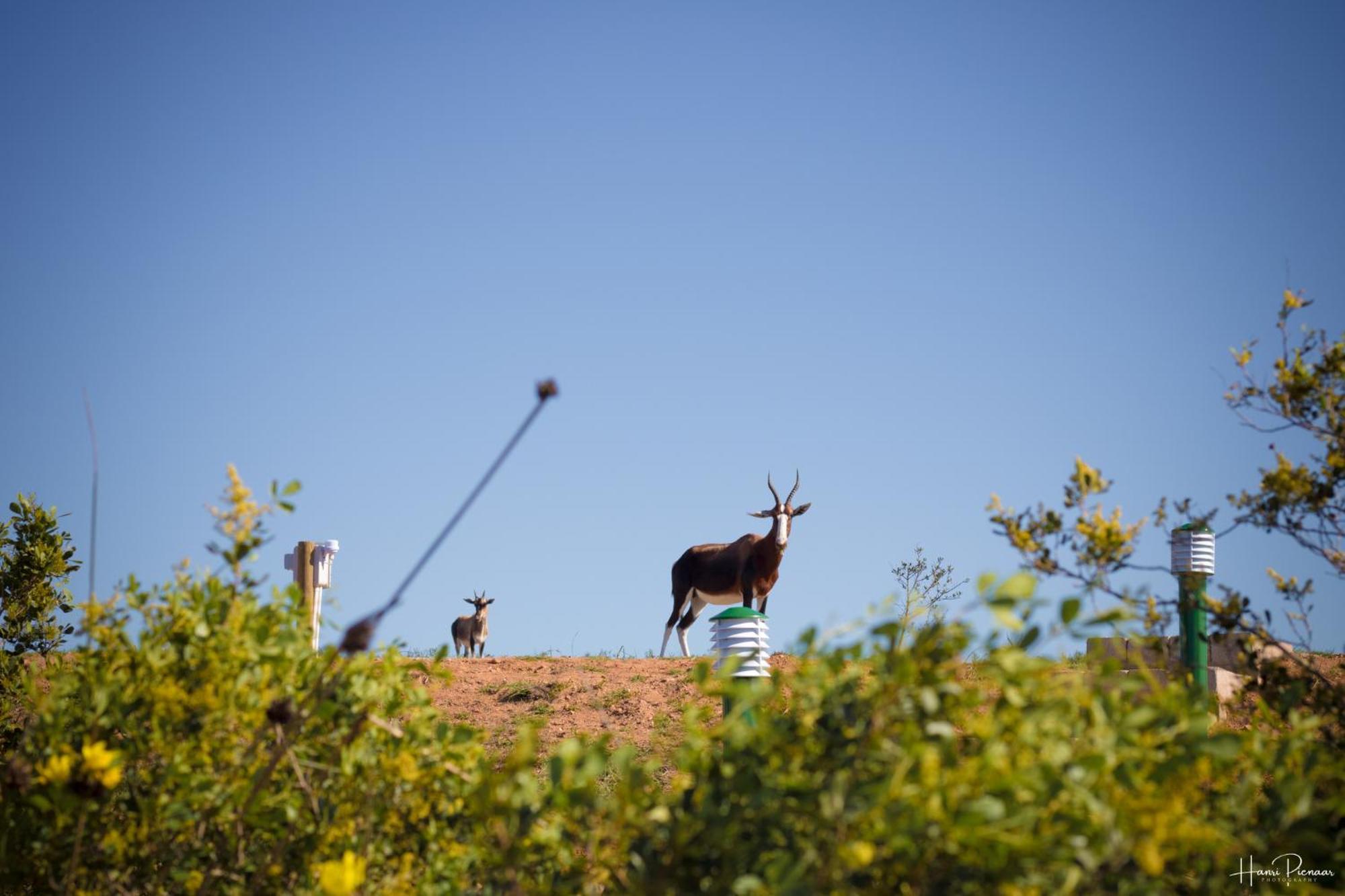 Hartenbos Private Game Lodge Εξωτερικό φωτογραφία
