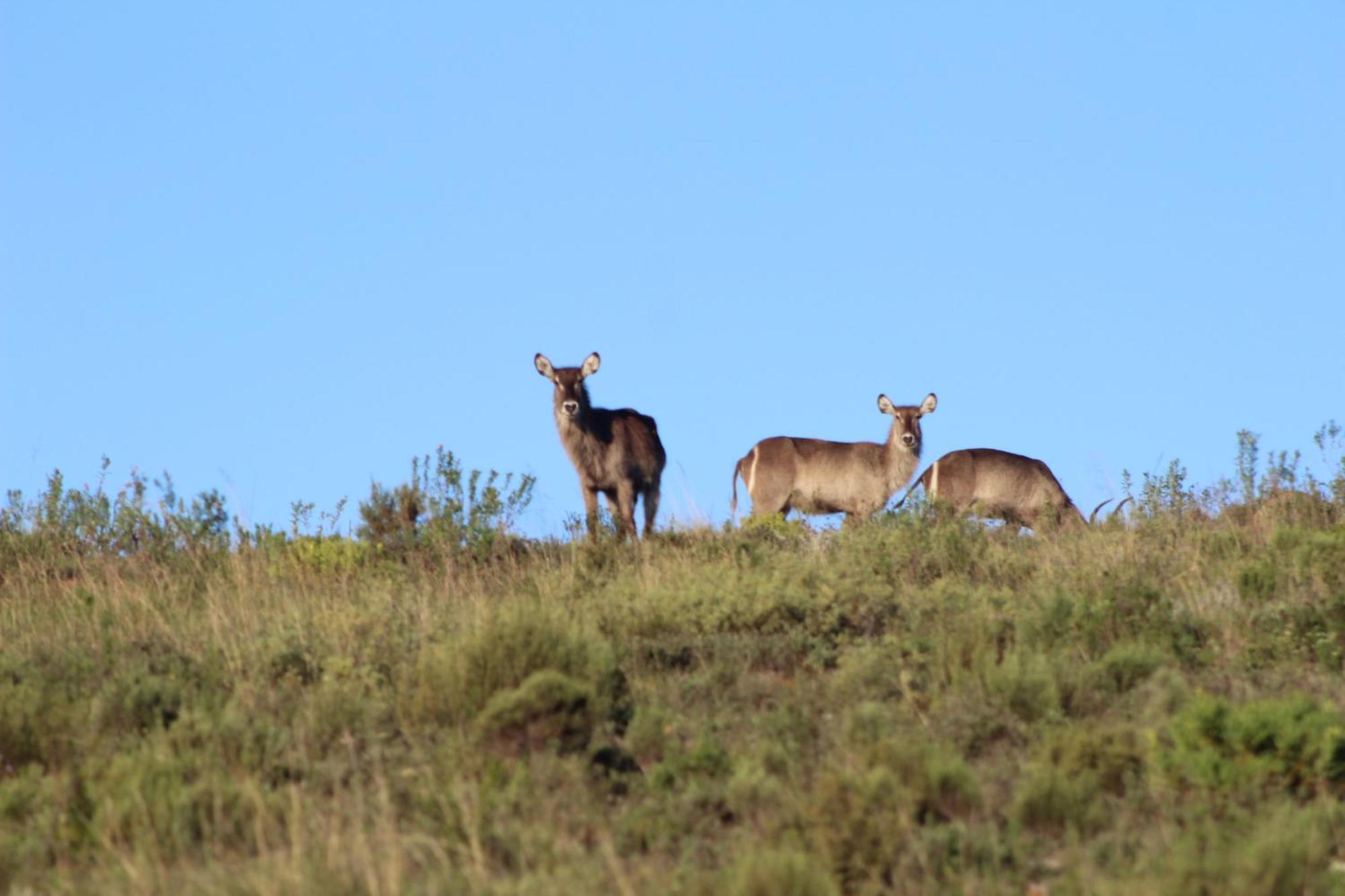 Hartenbos Private Game Lodge Εξωτερικό φωτογραφία
