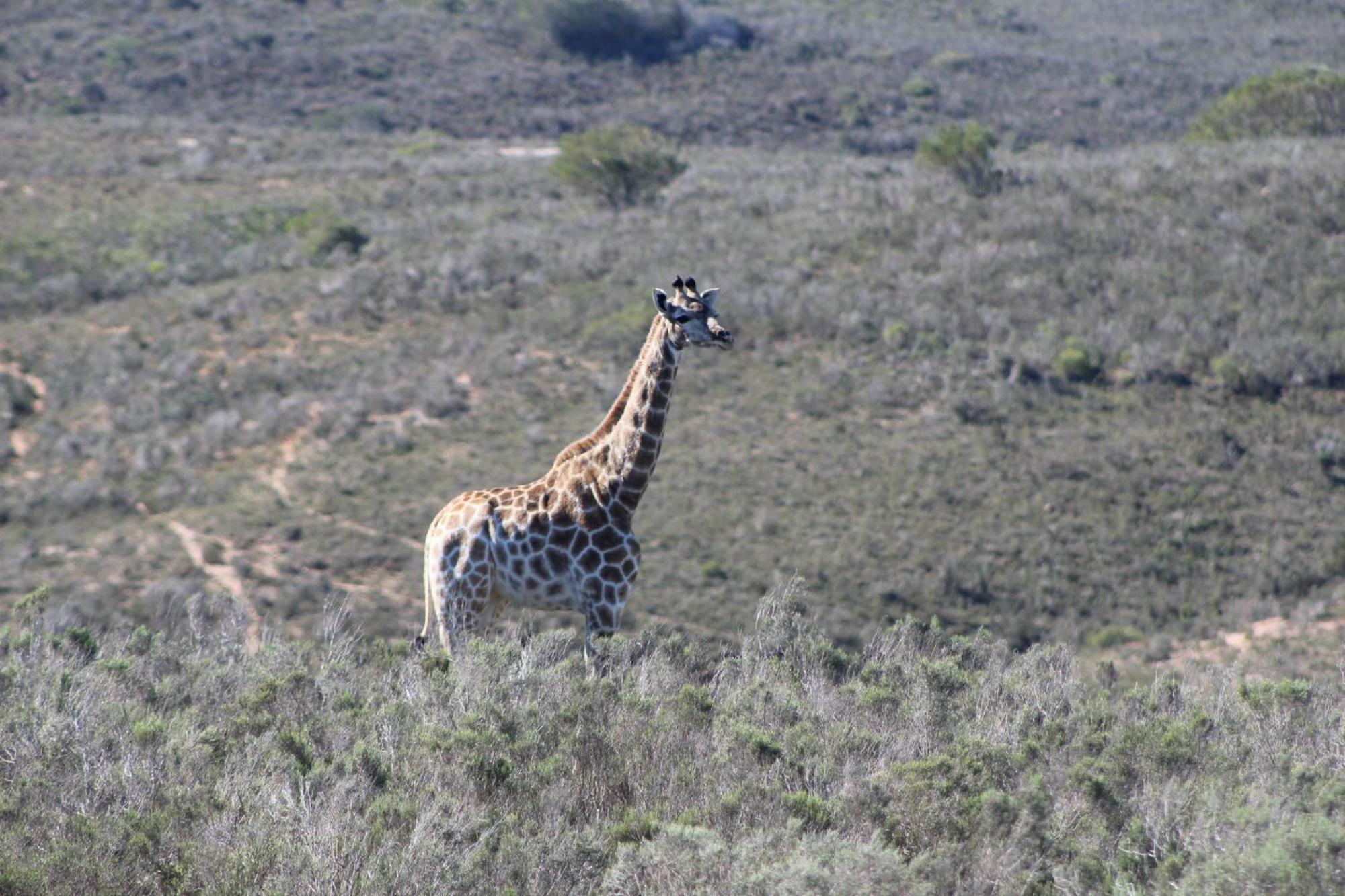 Hartenbos Private Game Lodge Εξωτερικό φωτογραφία