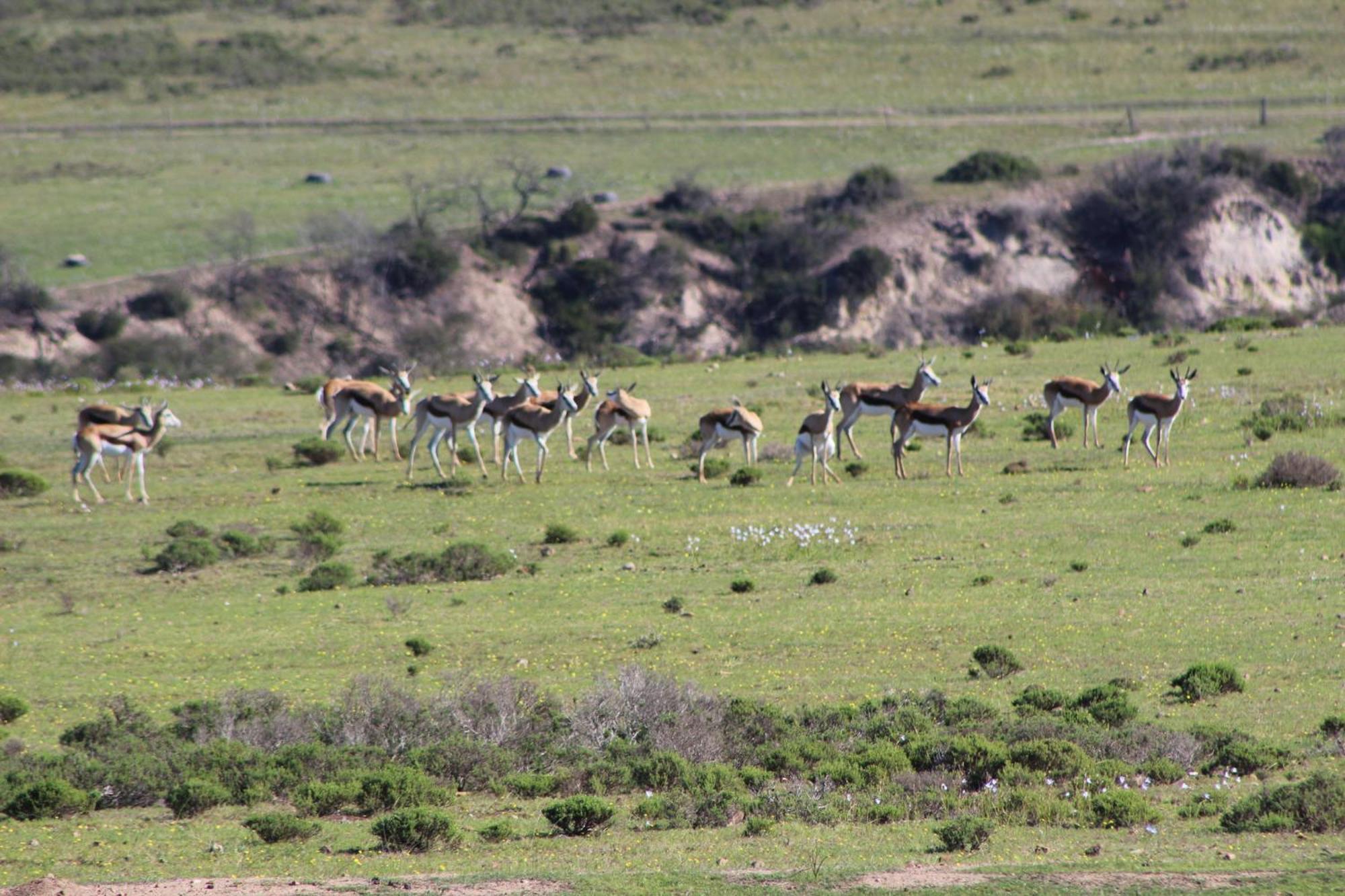 Hartenbos Private Game Lodge Εξωτερικό φωτογραφία